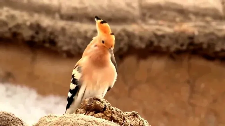 Jawapan Burung Hud-Hud