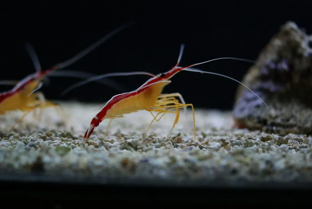 Udang Pembersih: Tukang Bersih Ikan
