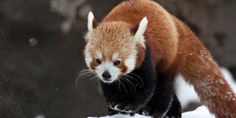 10 Fakta Mengenai Red Panda Yang Kita Harus Tahu