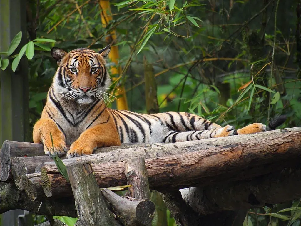 Harimau Dan Masyarakat Melayu