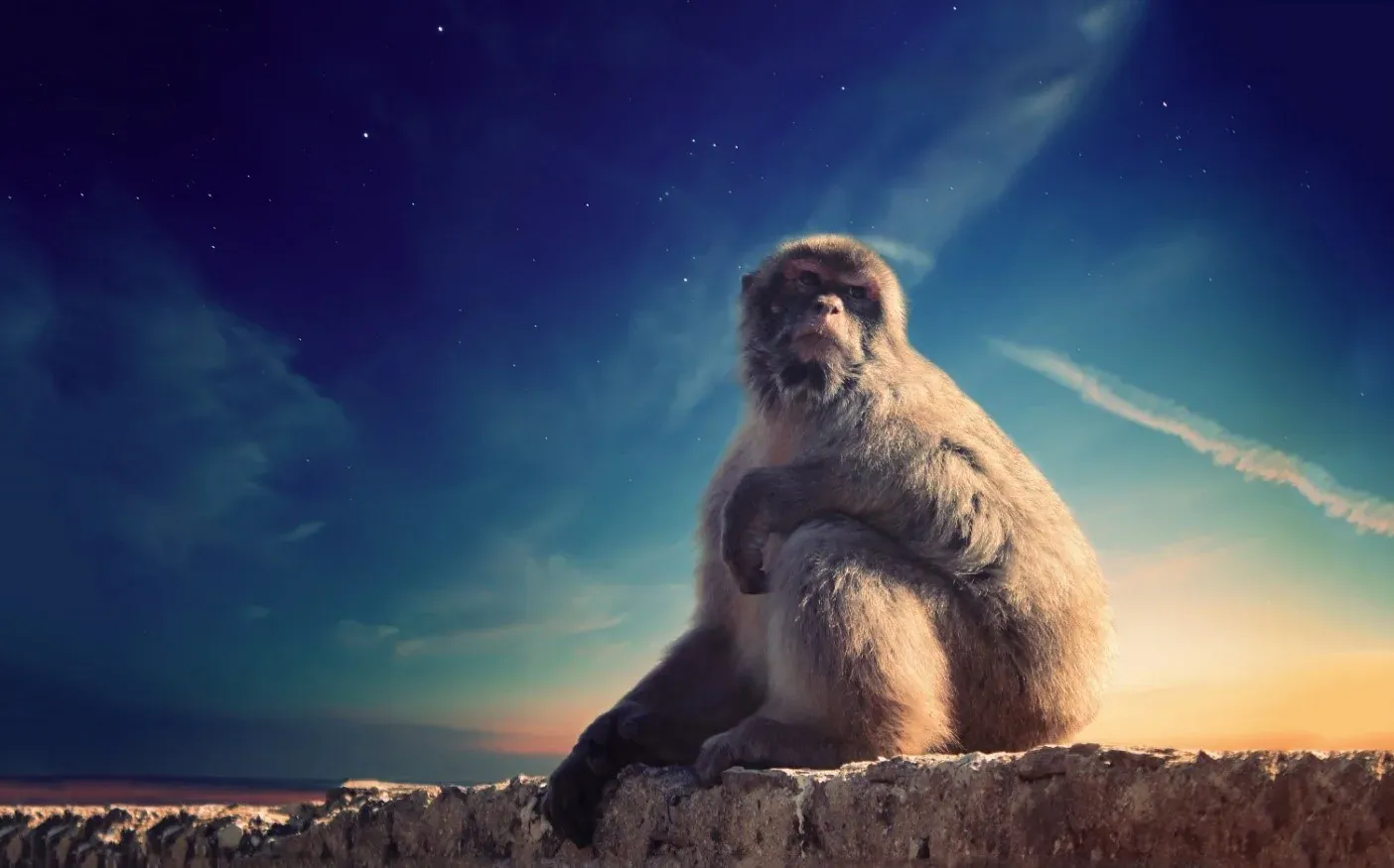 Jejak Yang Hilang: Penelitian Antara Evolusi Genetik Manusia Dan Beruk