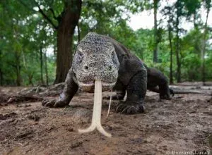 Reptilia Paling Beracun Di Dunia