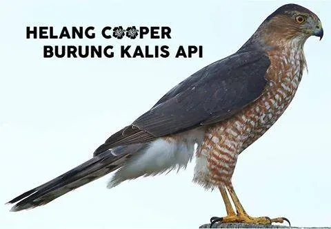 Burung Kalis Api Vancouver