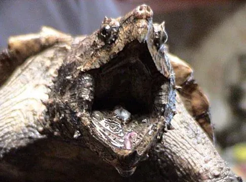 Snapping Turtle Mampu Mencederakan Pemangsa?