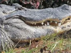 Perbezaan Crocodile dan Alligator