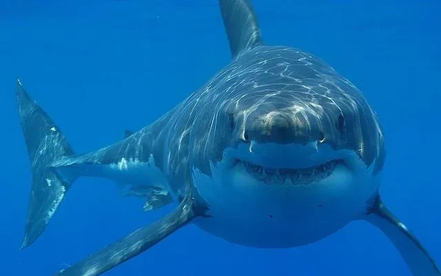 The Great White Shark: Raja Lautan