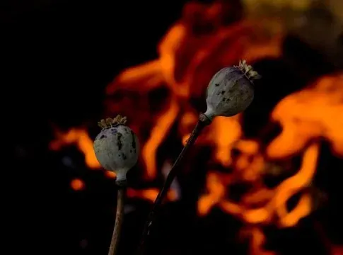 Sisi Gelap Afghanistan: Pengeluar Opium Terbesar Dunia