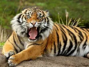 10 Fakta Menarik Mengenai Harimau Malaya