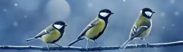 Apakah Yang Anda Lakukan Kalau Burung Berhenti Bernyanyi?