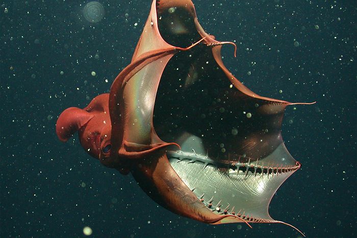 Sotong Vampire Yang Menghantui Dasar Laut