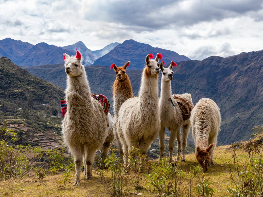 Llama: Unta Gunung Dari Amerika Selatan
