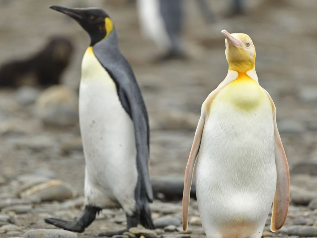 Jurugambar Hidupan Liar Temui Penguin Berwarna Kuning Di Antartika?
