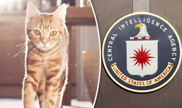 Amerika Syarikat Pernah Jadikan Kucing Sebagai Ejen Pengintip?