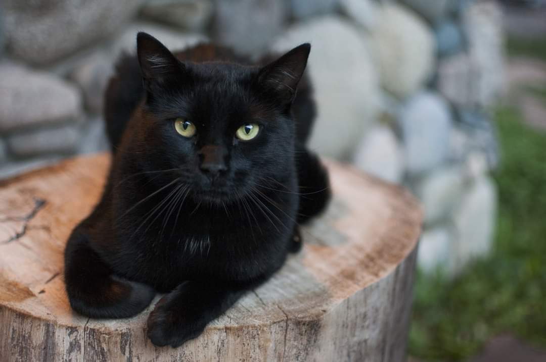 Kucing Hitam Pembawa Bala Wabak?