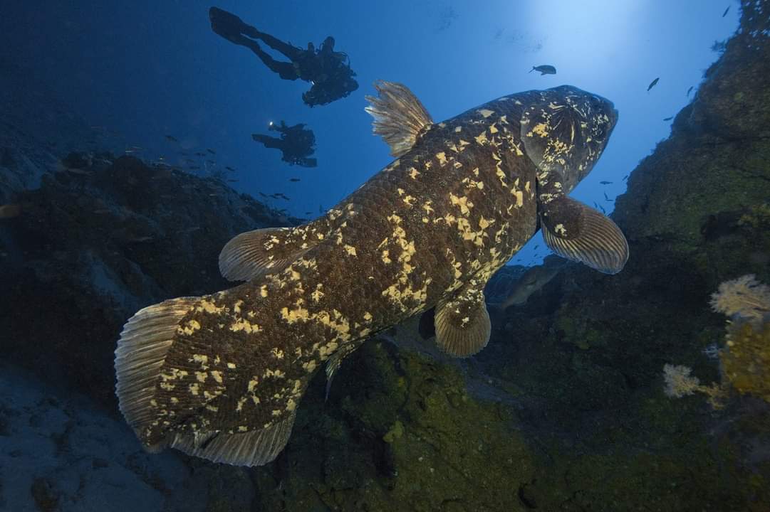 Coelacanth: Spesis Ikan Yang Dianggap Pupus Kembali Hidup Semula!