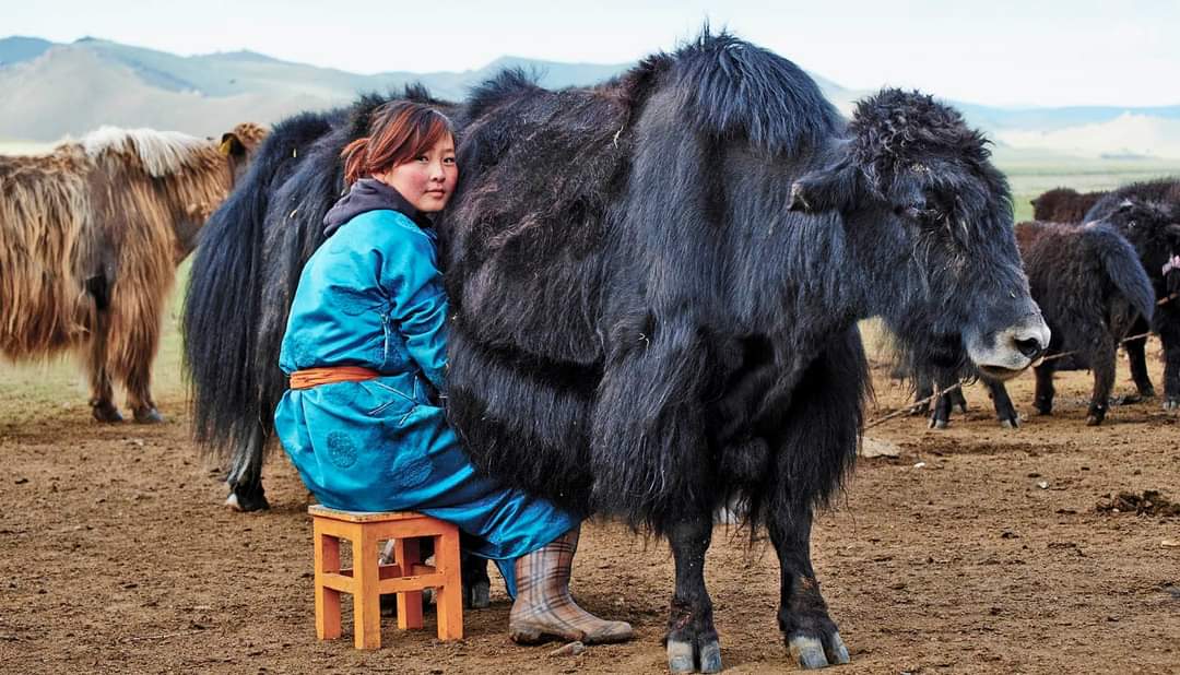 Yak: Lembu Yang Memberi Kehidupan Kepada Orang Mongol