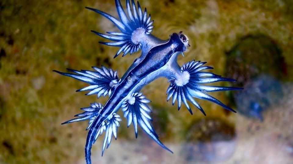 Siput Laut Naga Biru, Mirip Pokemon Tetapi Sangat Bahaya!