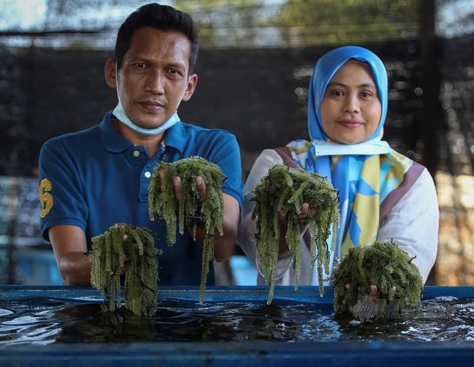 Latok, Makanan Rangup Dari Dasar Laut?