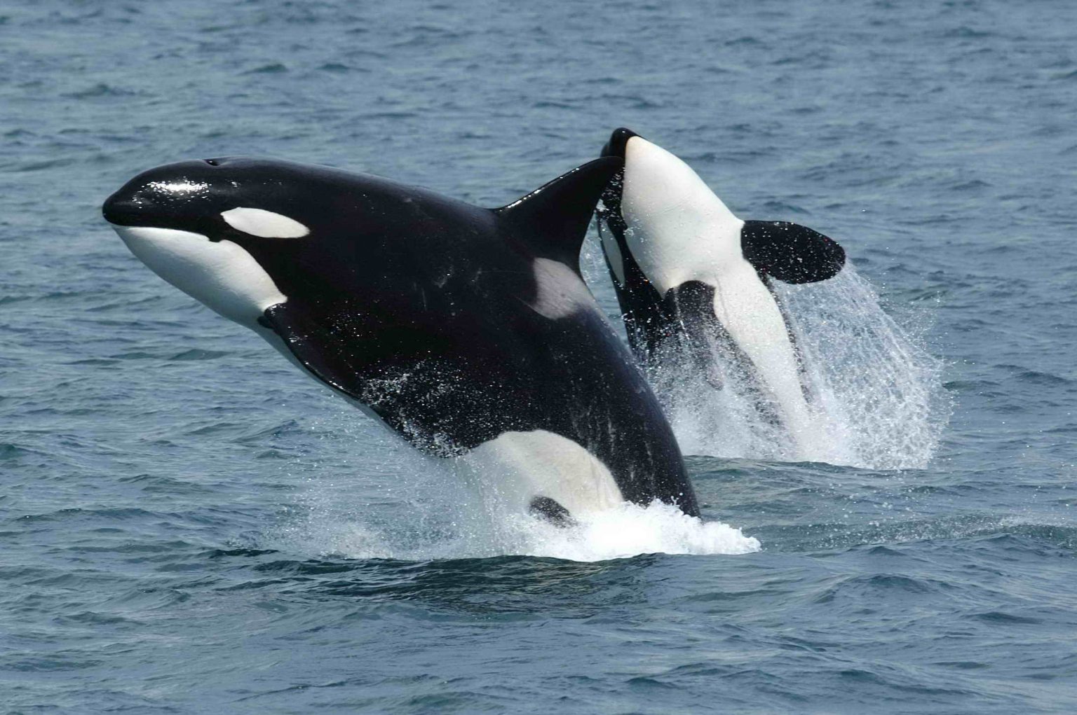 Paus Orca Akan Menjadi Raja Laut Menggantikan Jerung?
