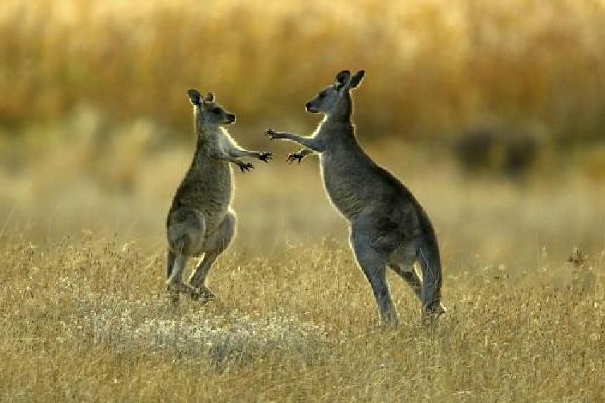 Kenapa Kanggaru Hanya Ditemui Di Australia? 9