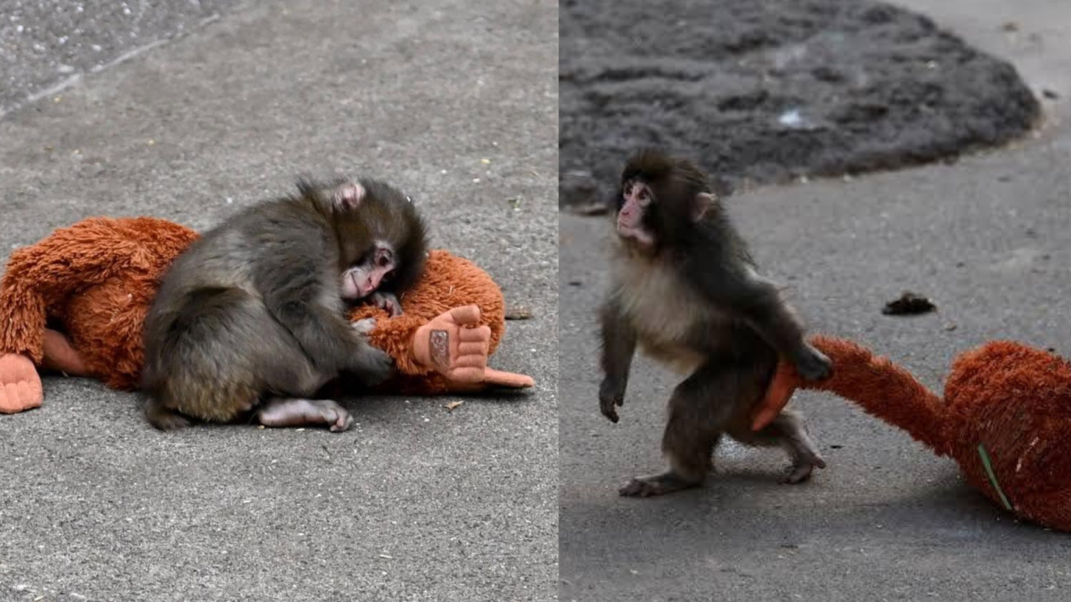 Kes Anak Monyet Sedih Viral Di Jepun Sehingga Patung Orang Utan IKEA Laku Keras?