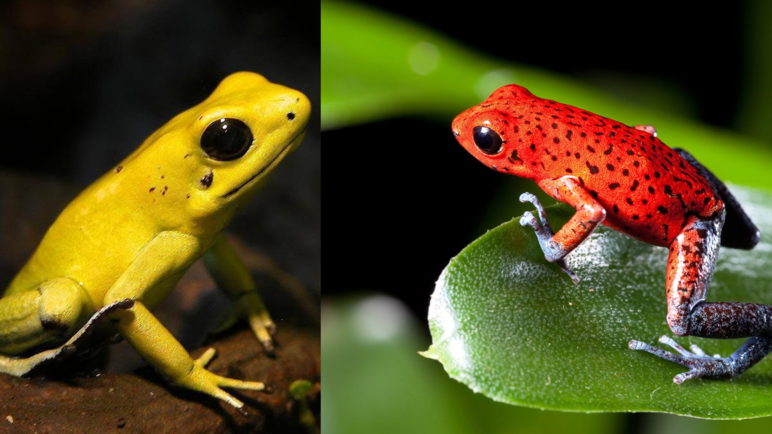 Katak Rupa Spiderman Ini Sebenarnya Katak Beracun?