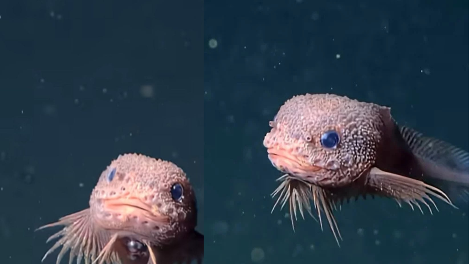 Bumpy: Ikan Comel Yang Menetap Di Dasar Lautan Yang Penuh Dengan Spesis Ikan Pelik!