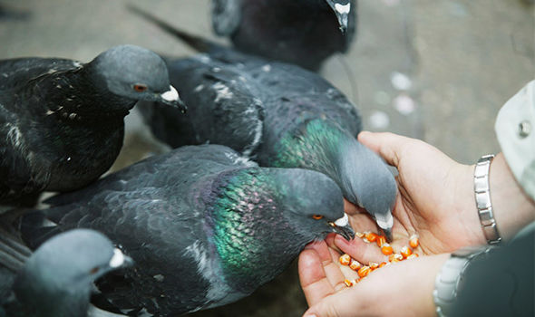 Venice feeding pigeons ban fine over 600 1109541