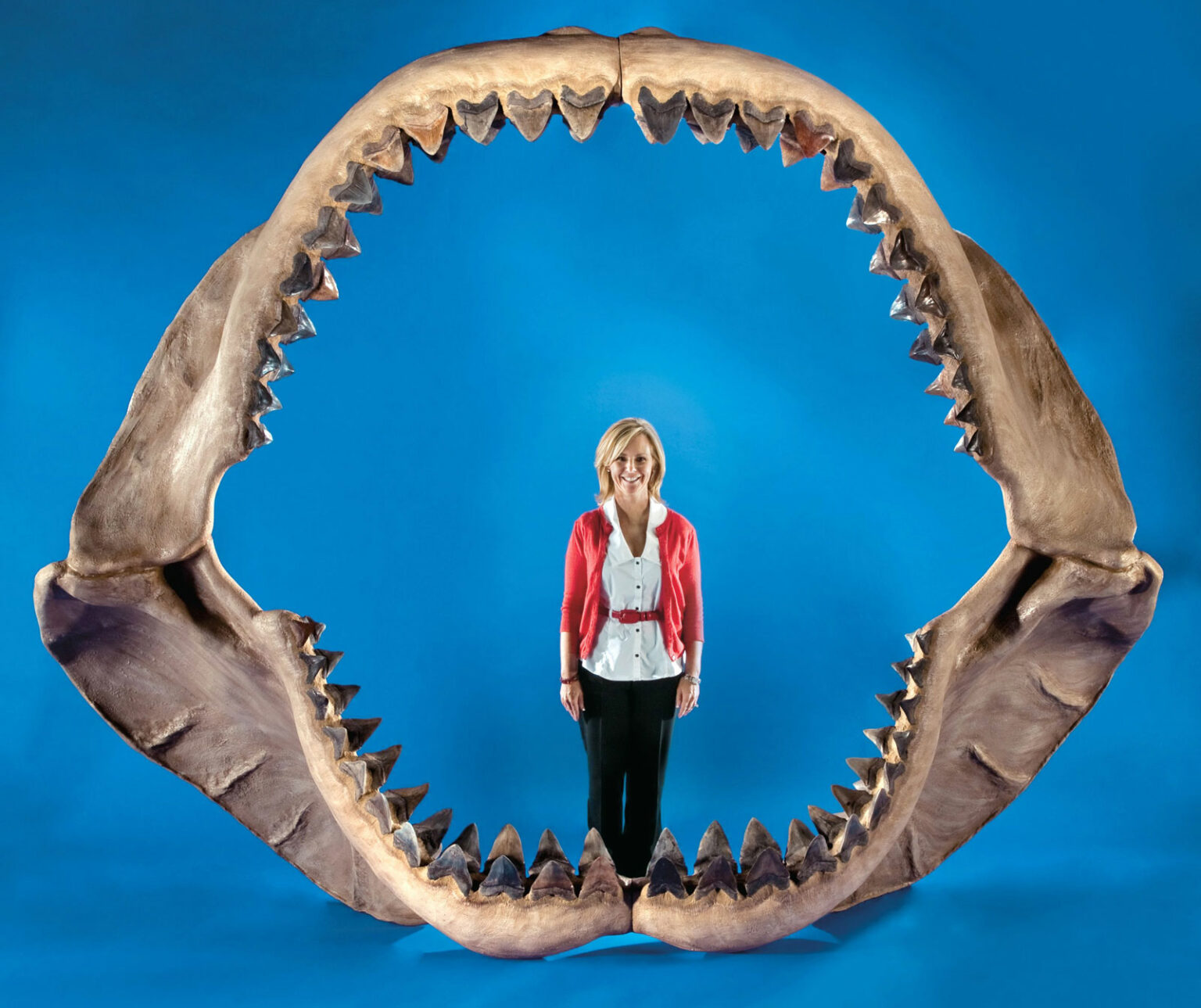 Gigi Megalodon Ditemui Di Tepi Pantai - The Patriots