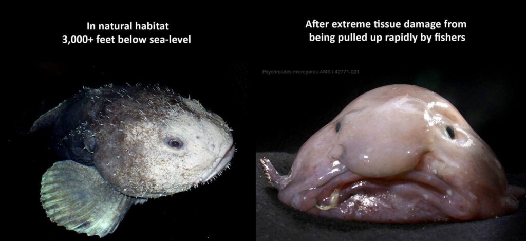 Kenapa Ikan Blobfish Ni Hodoh?