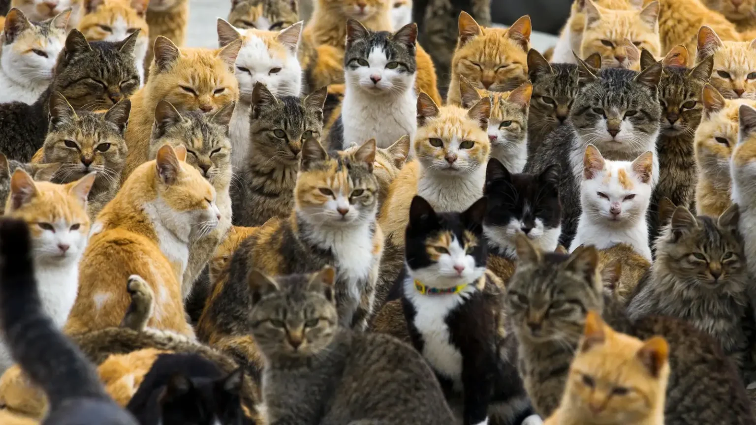 Kenapa Orang Jepun Obses Dengan Kucing?