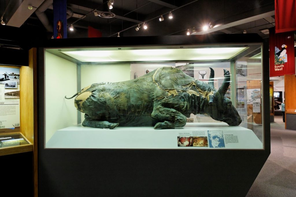 Ada Saintis Sanggup Memakan Daging Bison Berusia 50,000 Tahun?