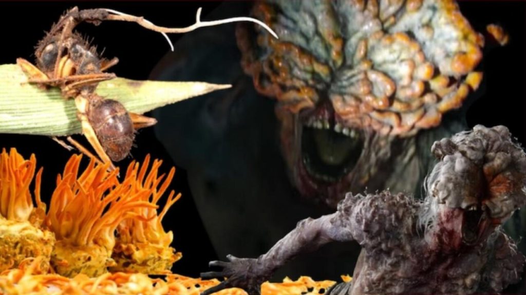 Kulat Zombie The Last of Us Ditemui Di Scotland?