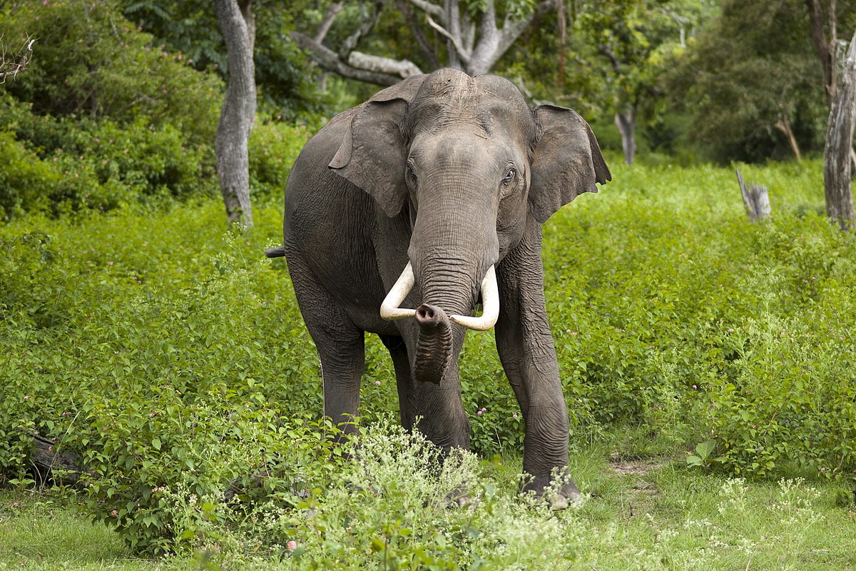 Kenapa Gajah Kuat Korek Tanah