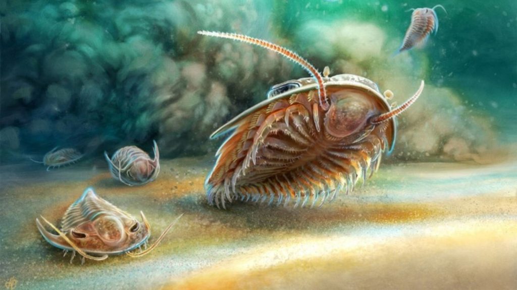 Trilobite: Moyang Belangkas Yang Hidup Pada 521 Juta Tahun Dulu?