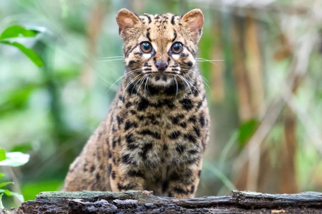Betul Ke Kucing Batu Ni Nenek Moyang Kucing Bengal?