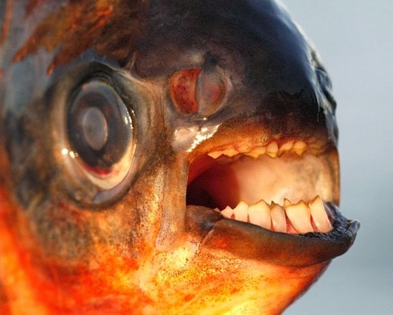 Wujudnya Ikan Bergigi Manusia Bernama Pacu!