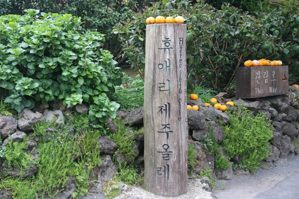 Kenapa Pulau Jeju Ada Banyak Pokok Limau?