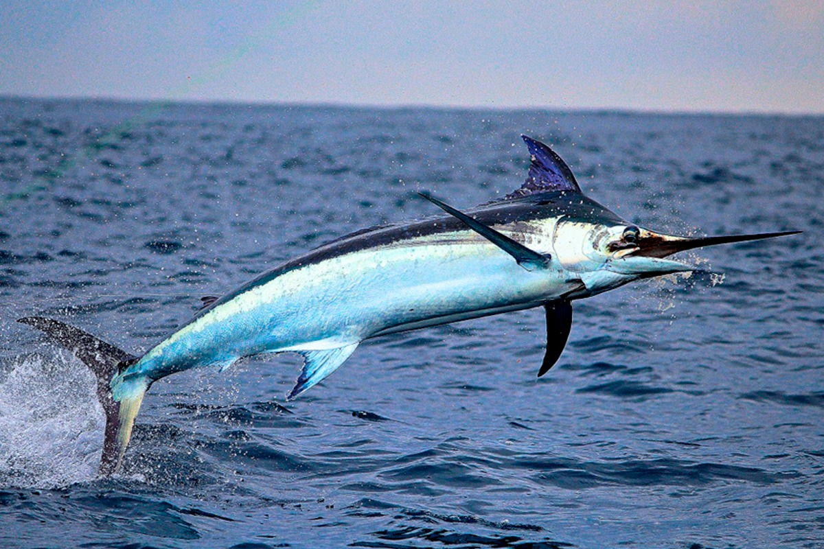 Betul Ke Ikan Todak Boleh Tikam Orang Macam Kisah Singapura Dilanggar Todak?