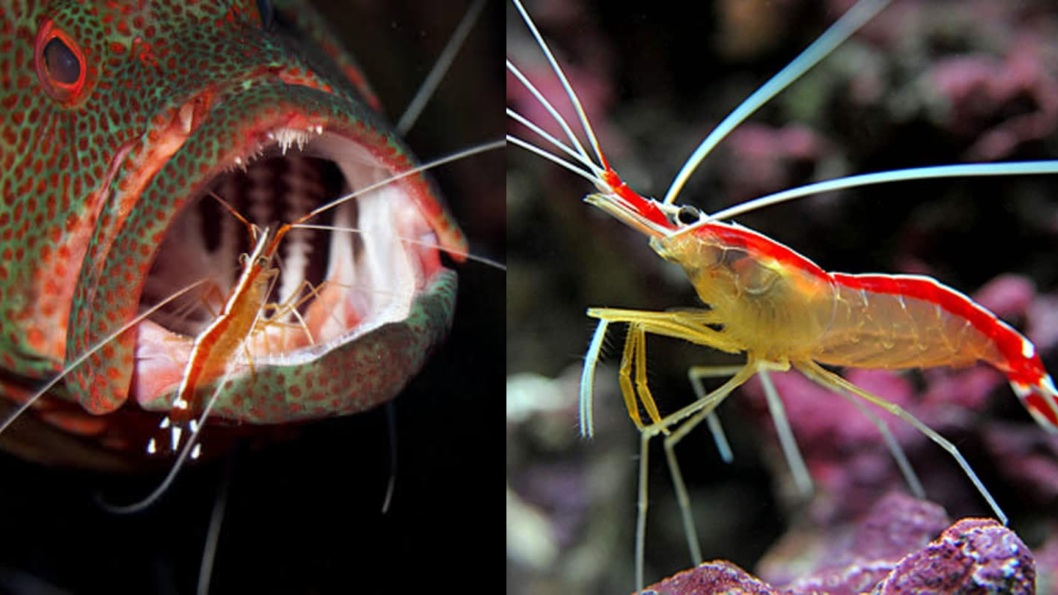 Ada Kumpulan Udang Yang Suka Bersihkan Badan Ikan?