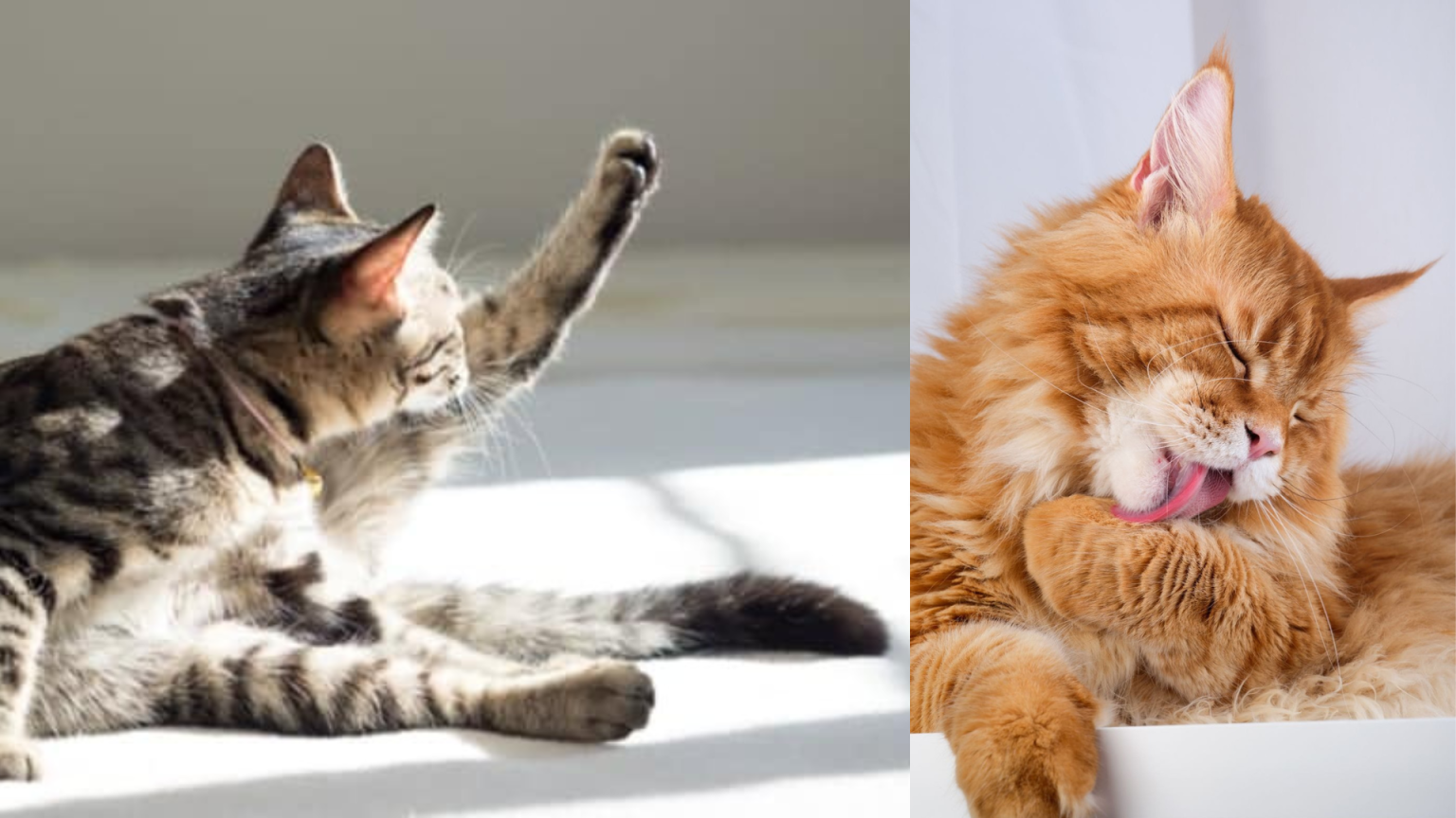 Kenapa Kucing Menjilat Tangan Selepas Makan? Bukannya Dia Makan Pakai Tangan Dan Kaki Pun.