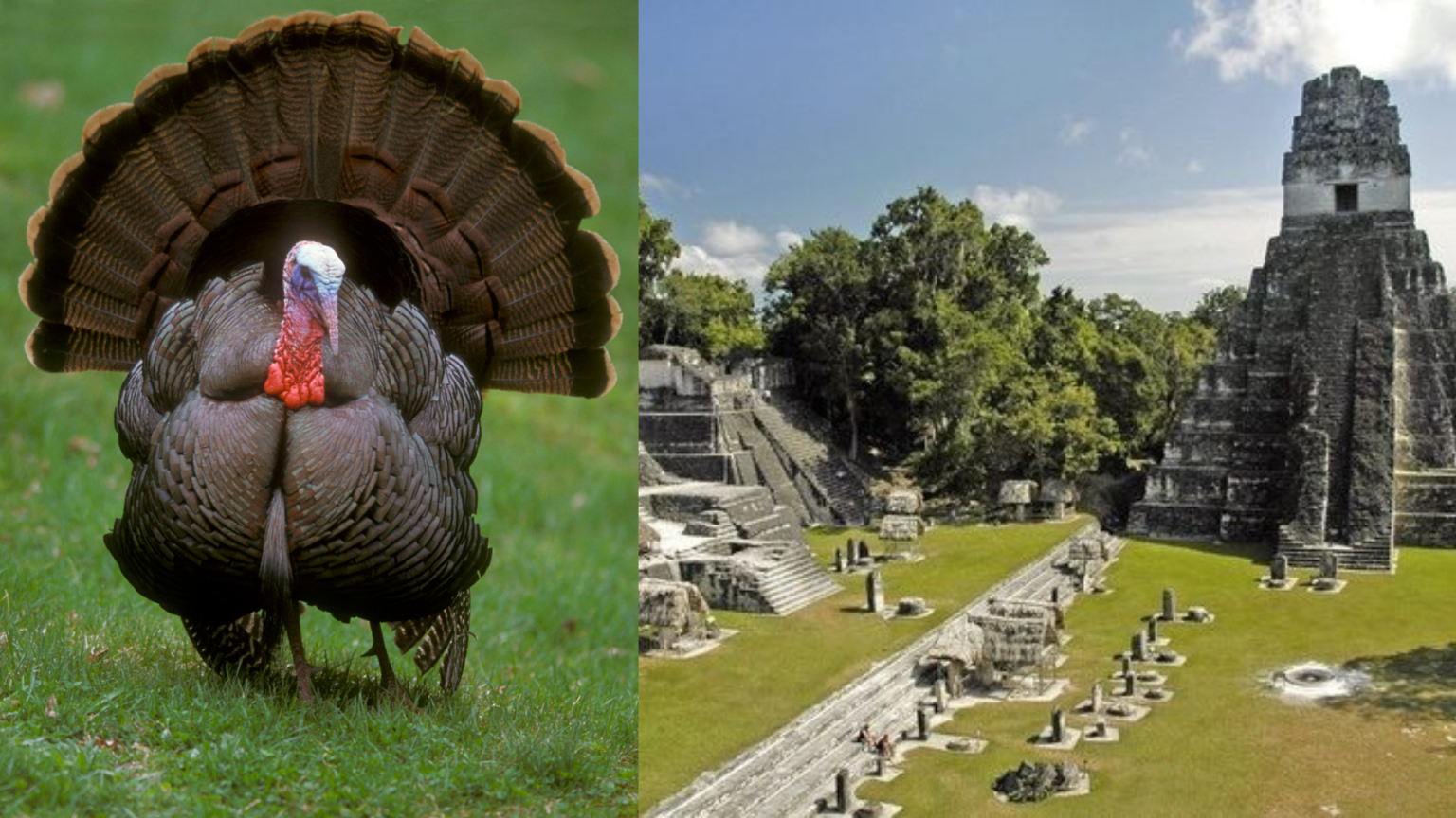 Orang Maya Puja Ayam Belanda?